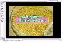 ヘルシー耳つぼダイエットビデオ画像